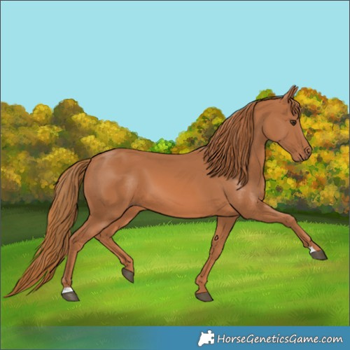 Horse Color:Chestnut 