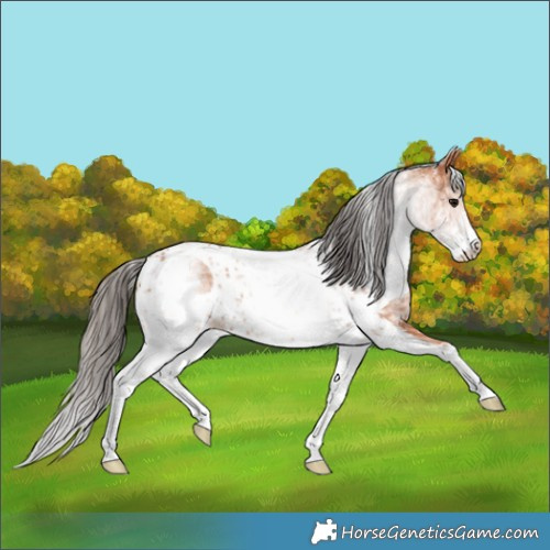 Horse Color:White Spotted Bay Skewed Appaloosa Rabicano 