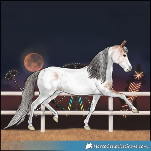 Horse Color:White Spotted Bay Skewed LP Spotted Rabicano 