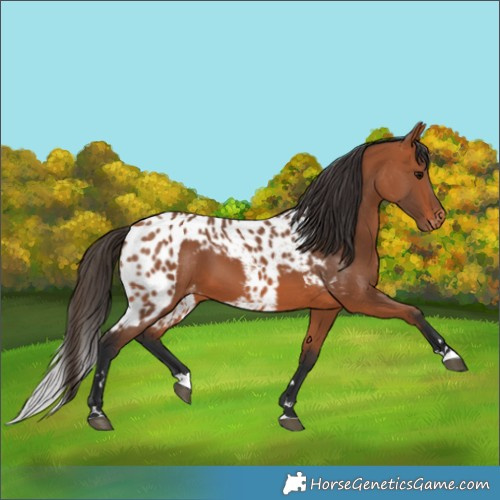 Horse Color:Bay Skewed LP Spotted 