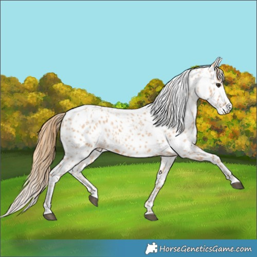 Horse Color:Red Roan Skewed Appaloosa 