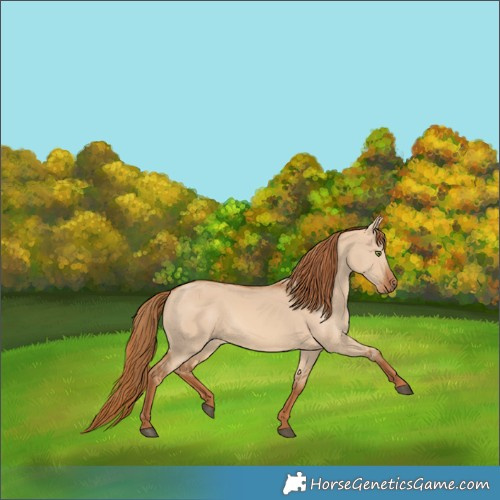 Horse Color:Red Dun Rabicano 