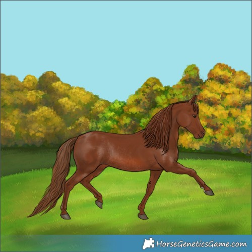 Horse Color:Chestnut Rabicano 