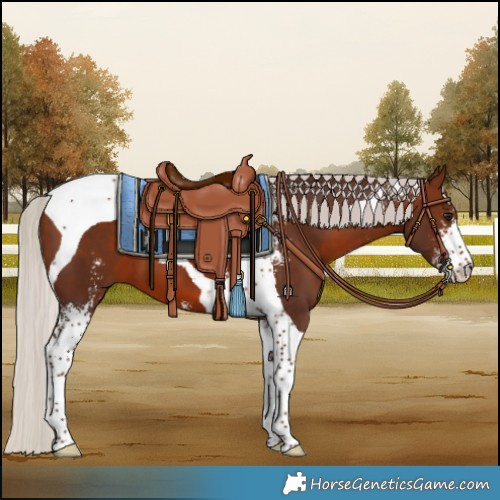 Horse Color:Silver Bay Sabino Tobiano