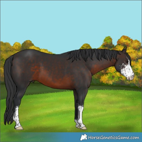 Horse Color:Brown Sabino 