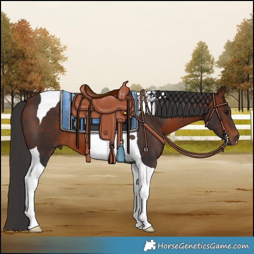 Horse Color:Bay Tobiano