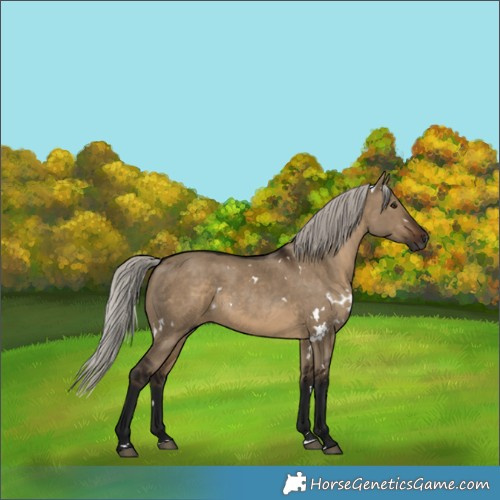 Horse Color:Gray White Spotted Silver Brown Dun