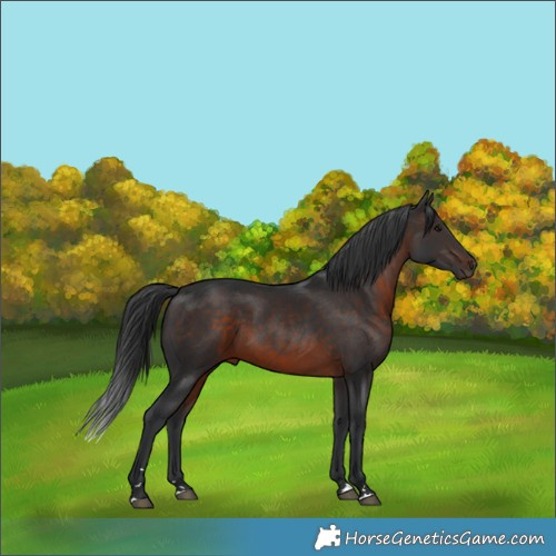 Horse Color:Brown Rabicano