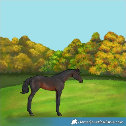 Horse Color:Brown Rabicano