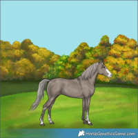 Horse Color:Silver Grullo Sabino 