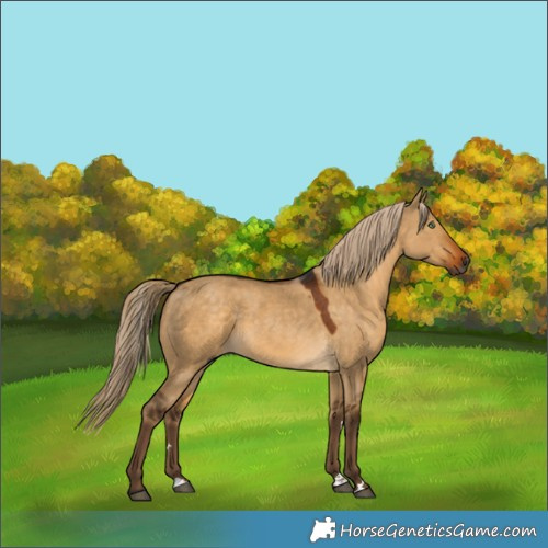 Horse Color:Gray Chocolate Palomino Dun