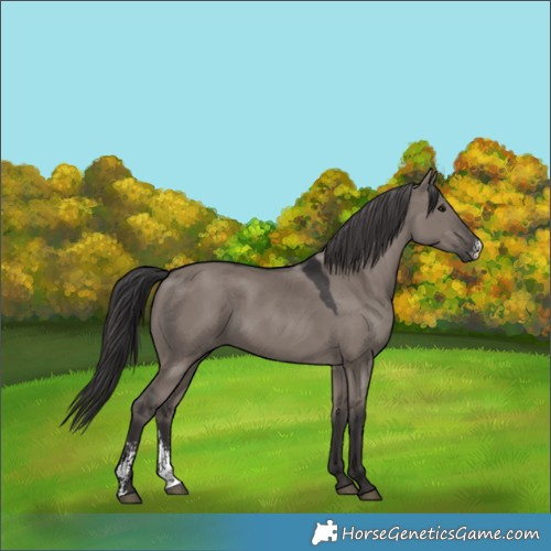 Horse Color:Smoky Grullo Sabino