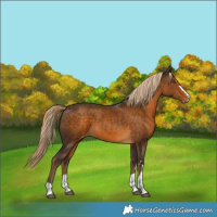 Horse Color:Chocolate Palomino Appaloosa Rabicano 