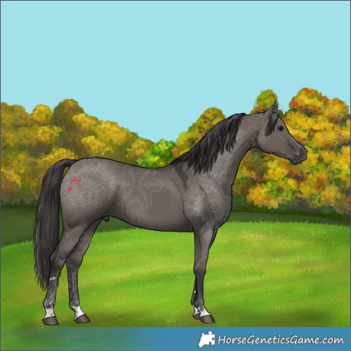 Horse Color:Smoky Grullo