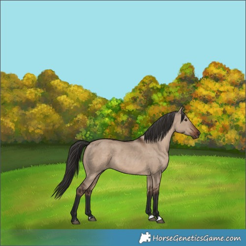 Horse Color:Liver Red Dun 