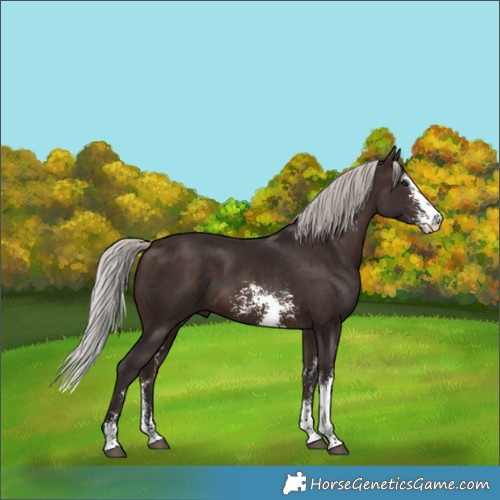 Horse Color:Silver Brown Sabino Rabicano