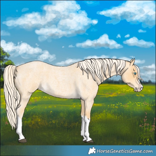 Horse Color:Palomino Roan Splash 
