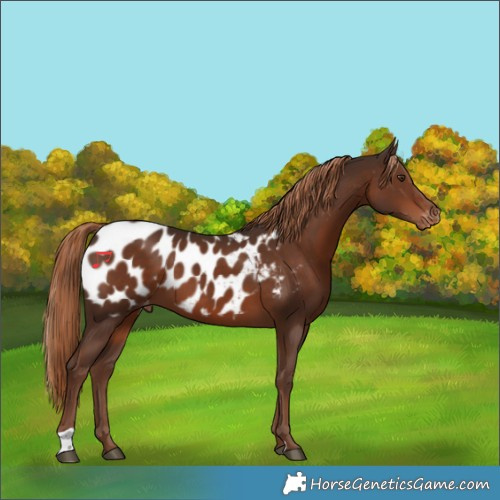 Horse Color:Liver Chestnut Blanket 