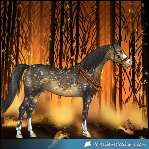 Horse Color:Buckskin Snowflake Varnish