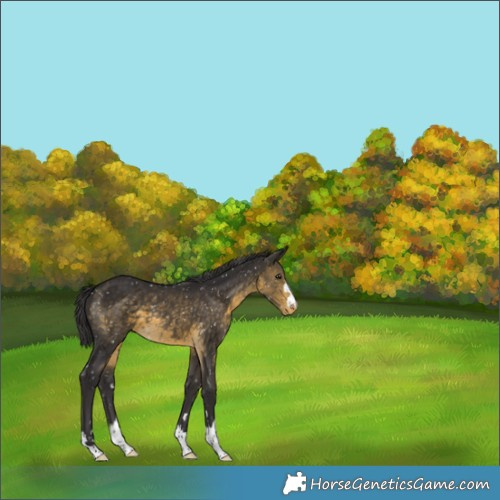 Horse Color:Buckskin Appaloosa