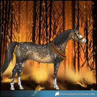 Horse Color:Buckskin Snowflake Varnish
