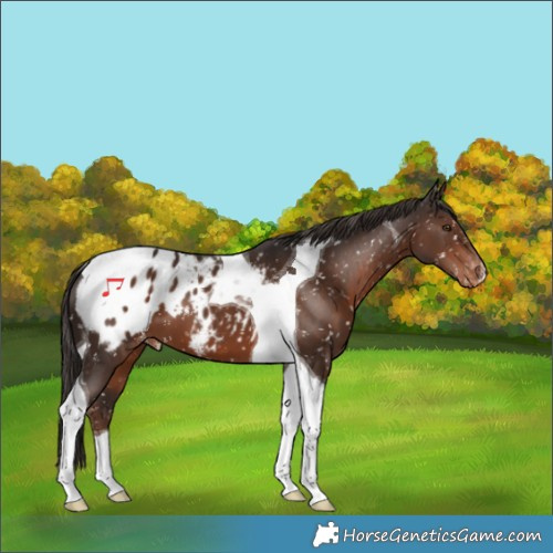 Horse Color:Liver Chestnut Tobiano Appaloosa