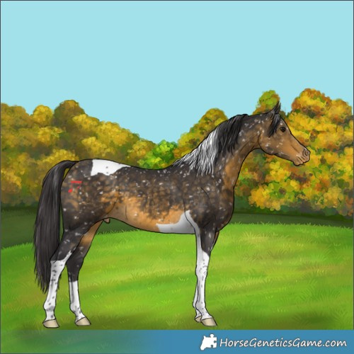Horse Color:Buckskin Tobiano Appaloosa