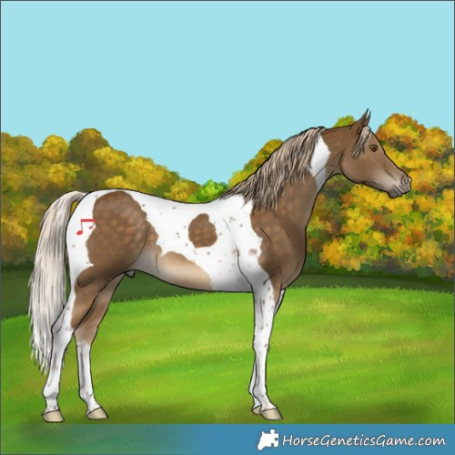 Horse Color:Chocolate Palomino Tobiano 