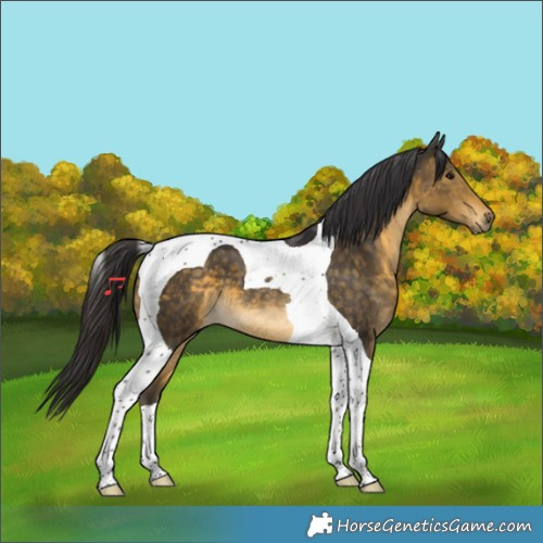 Horse Color:Buckskin Tobiano