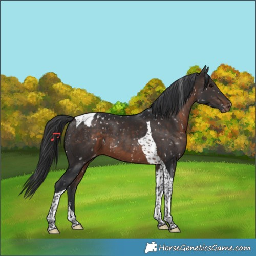 Horse Color:Brown Tobiano Appaloosa 