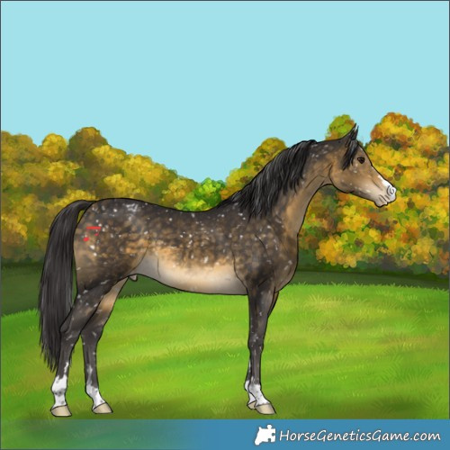 Horse Color:Buckskin Appaloosa