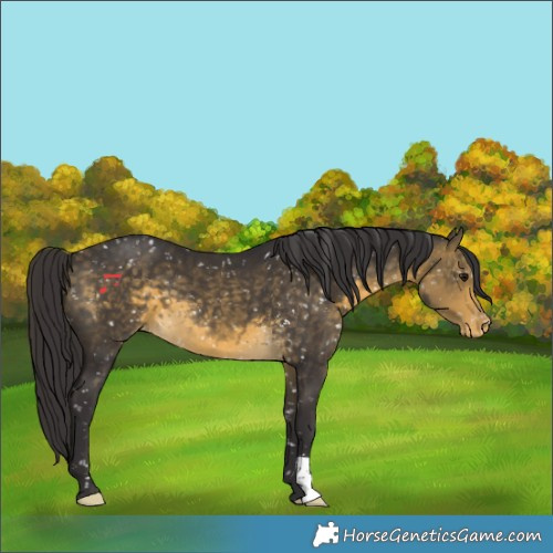 Horse Color:Buckskin Appaloosa