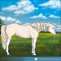 Horse Color:Palomino Roan Dun Splash 