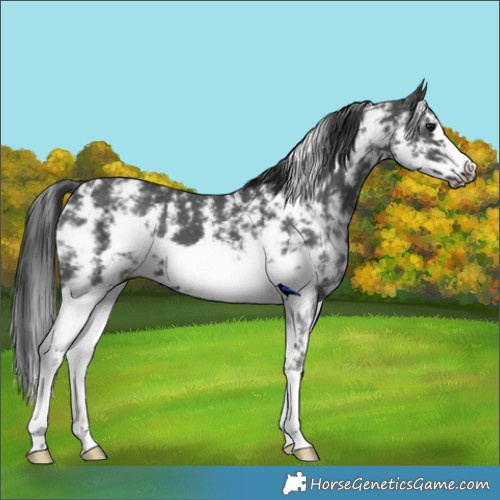 Horse Color:Black Sabino Frame 