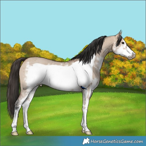 Horse Color:Bay Dun Sabino Frame