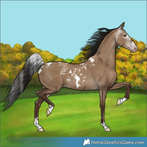 Horse Color:Gray Classic Champagne Dun Skewed LP Spotted