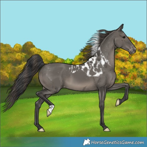 Horse Color:Grullo Skewed LP Spotted 