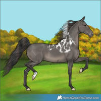 Horse Color:Grullo Skewed LP Spotted 