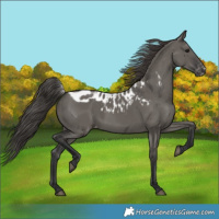 Horse Color:Grullo Skewed LP Spotted Rabicano 