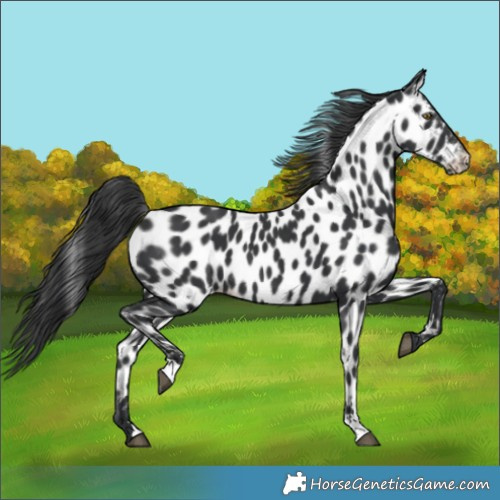 Horse Color:Black Leopard 