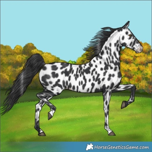 Horse Color:Black Leopard 