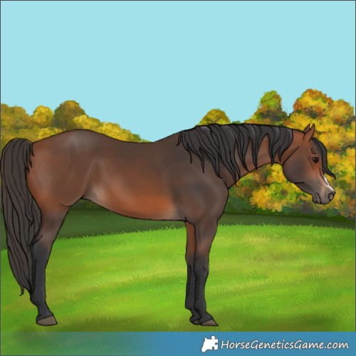Horse Color:Bay Frame 