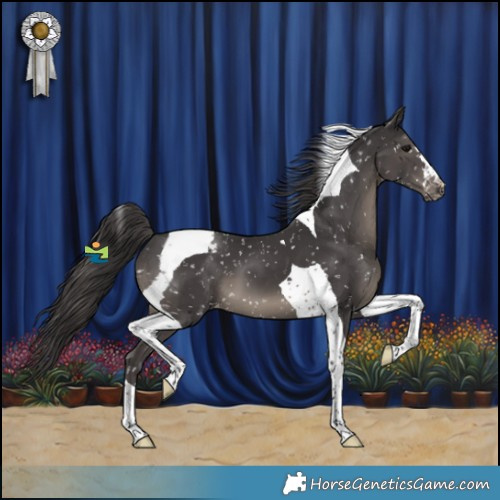 Horse Color:Smoky Black Tobiano Appaloosa 