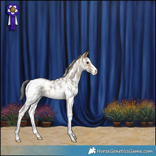 Horse Color:Buckskin Dun Sabino Appaloosa 