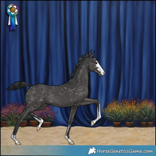 Horse Color:Black Appaloosa 