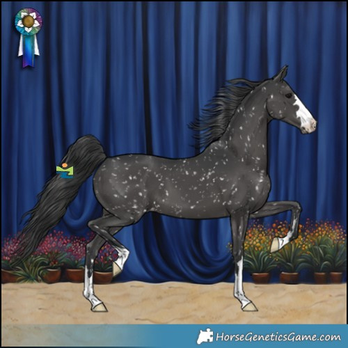 Horse Color:Black Appaloosa 