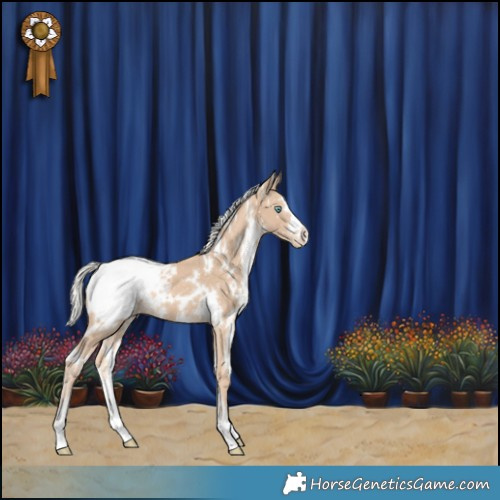 Horse Color:White Spotted Silver Perlino Appaloosa 