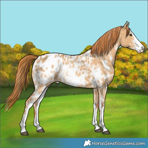 Horse Color:Red Dun Sabino Near Leopard