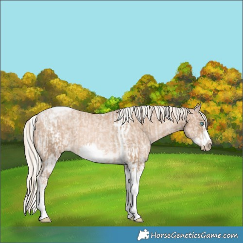 Horse Color:Chocolate Palomino Pearl Tobiano Frame  and White Spotted Chocolate Palomino Pearl Tobiano Frame 