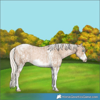 Horse Color:Chocolate Palomino Pearl Tobiano Frame and White Spotted Chocolate Palomino Pearl Tobiano Frame
